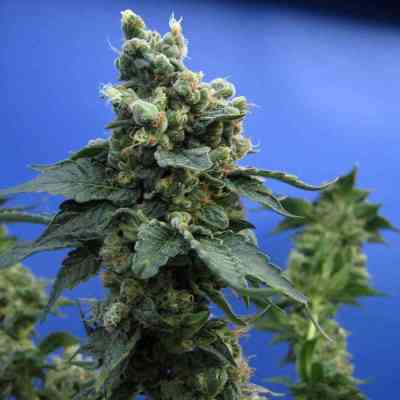 Sage n Sour > TH Seeds | Feminized Marijuana   |  Sativa